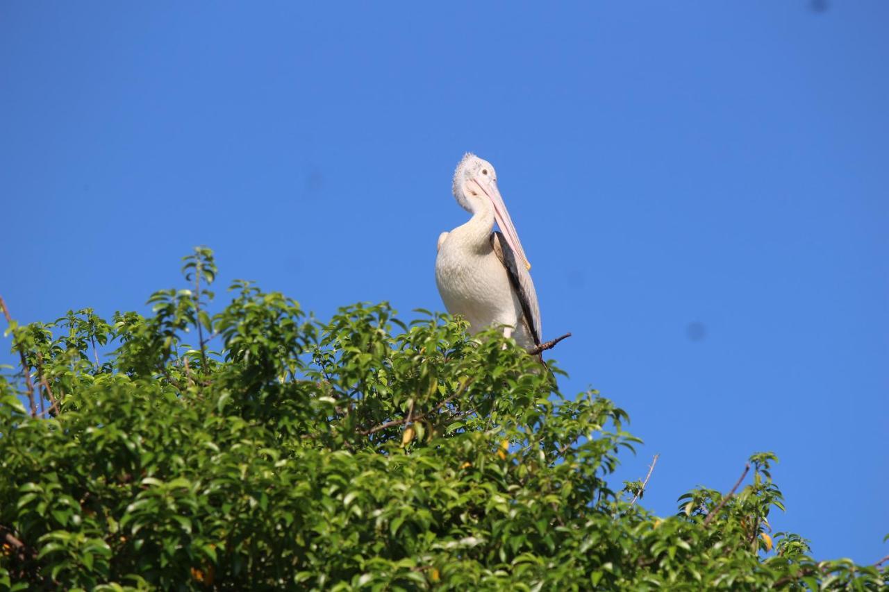 Natures Bliss Holidays Ja Ela Bagian luar foto